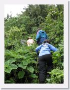 12SabyinyoGroup - 21 * The gorillas have been on the move, eating as they go. Our trail is often improvised as is this steep hillside ascent through stinging nettles. Long sleeves, rain pants and gloves really helped.